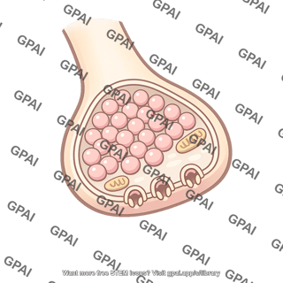 Presynaptic nerve terminal