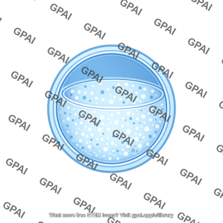 Vesicle small stage 5 filled