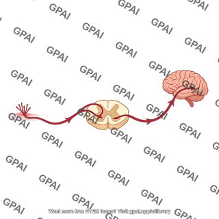 Slow chronic pain pathway