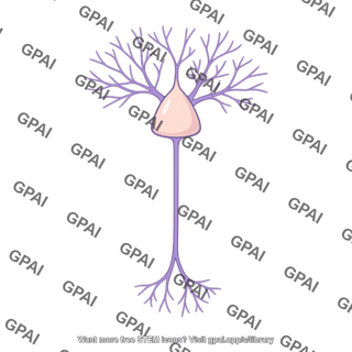 Pyramidal neuron