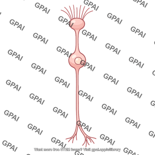 Olfactory neuron