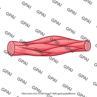 Inactive skeletal muscle