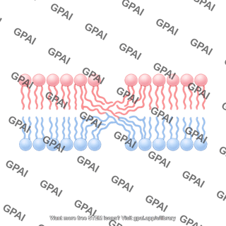 Membrane bilayer long