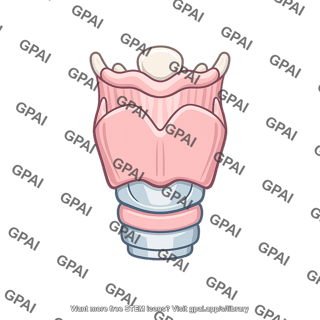 Voice larynx