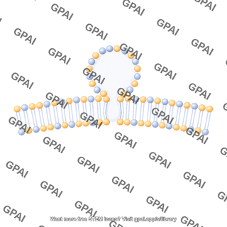 Membrane with vesicle stage 4 side