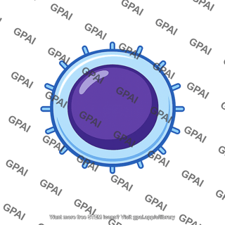 Mature t lymphocyte