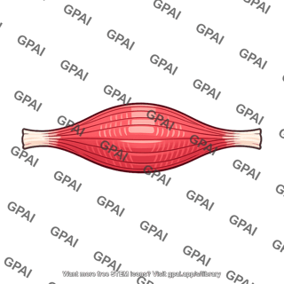 Skeletal muscle contracted