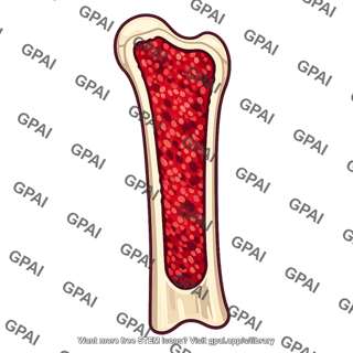 Red bone marrow in medullary cavity