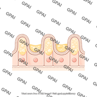 Ileum epithelium with mucous