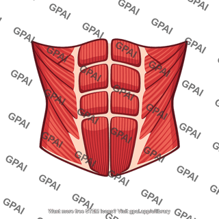 Abdominal musculature