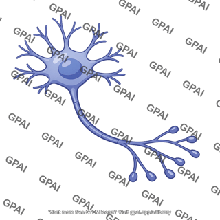 Multipolar neuron