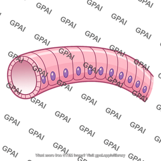 Bronchiolar epithelium