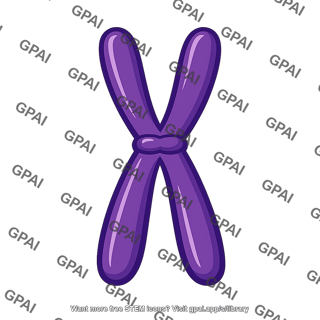 Duplicated chromosome