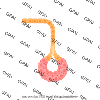 Exocrine gland simple alveolar
