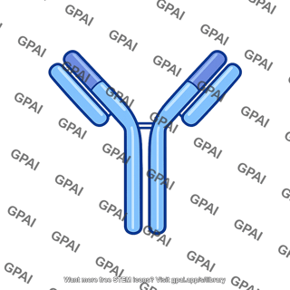 Igg immunoglobulin