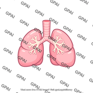 Newborn baby lung