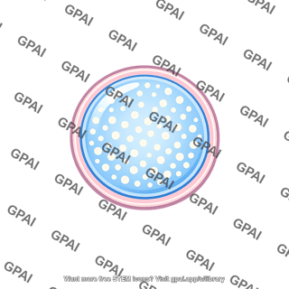 Cortical granule