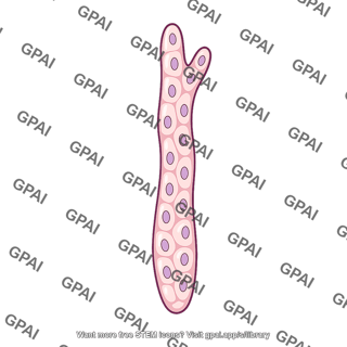Trophoblastic cord