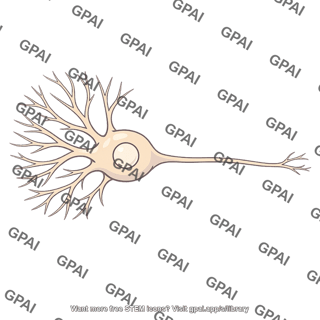 Ganglion cell