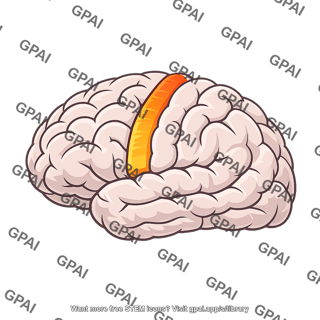 Cerebral motor cortex