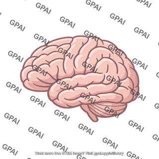 Right hemisphere