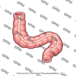Sigmoid colon