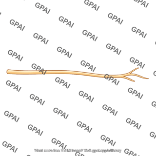 Postganglionic axon