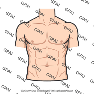 Upper body