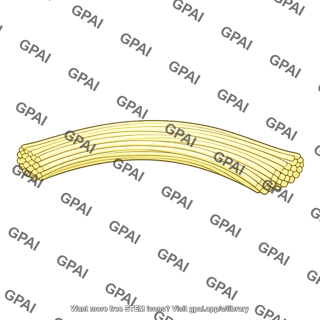 Bundle of nerve fibers