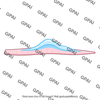 Traveling wave basilar membrane medium frequency