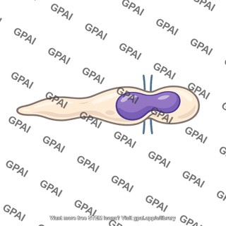 Monocyte diapedesis