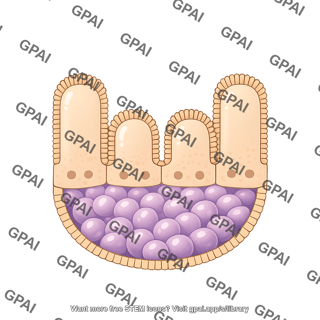 Intestinal epithelium small