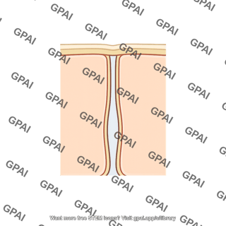 Lateral intercellular space
