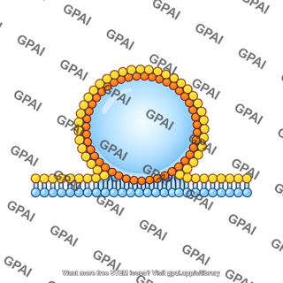 Acetylcholine vesicle docked