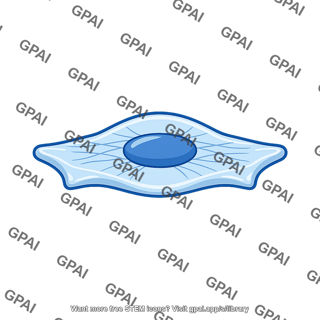 Endothelial cell contracted