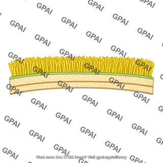 Yeast cell wall brush straight