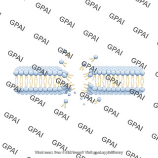 Membrane phospholipid bilayer disrupted