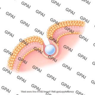 Endocytosis quarter circle membrane small vesicle