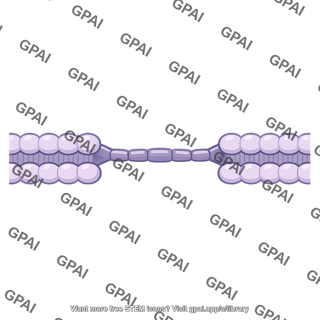 Intercellular protein bridge