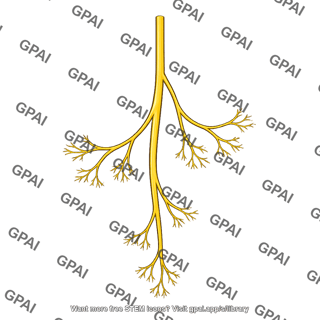 Branching sensory nerve