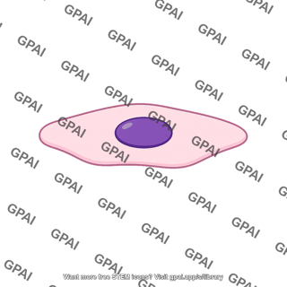 Simple squamous epithelial cell