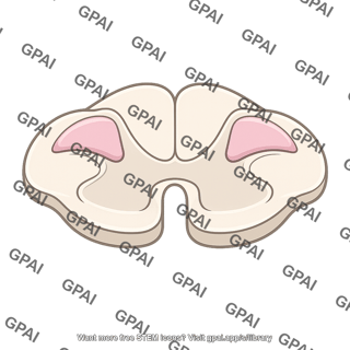 Substantia gelatinosa