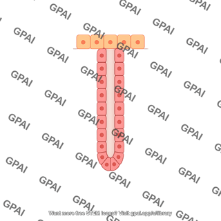 Exocrine gland simple tubular