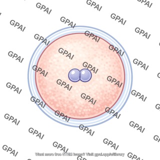 Ovum fertilized