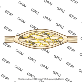 Golgi tendon organ