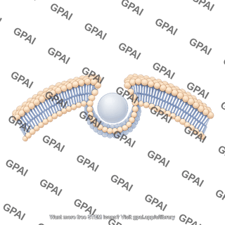 Arc membrane phospholipid bilayer endocytosing
