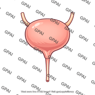 Lower urinary tract