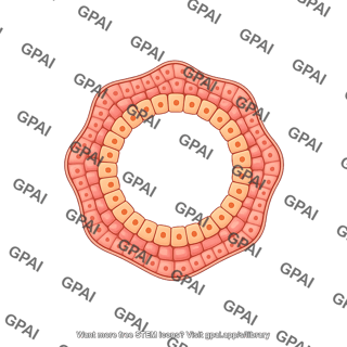 Breast duct healthy