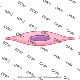 Smooth muscle cell unitary