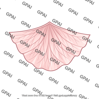 Mesentery of hindgut
